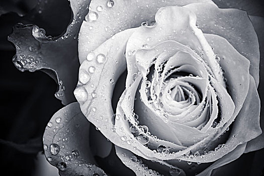 湿,白色蔷薇,花,单色调,特写,照片,浅,景深