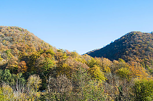 秋日树林,山