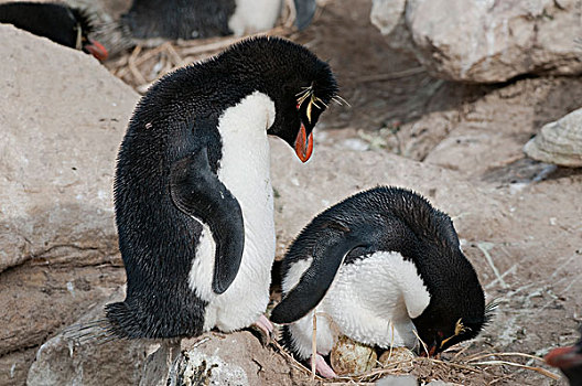 凤冠企鹅,南跳岩企鹅,孵卵,蛋,福克兰群岛