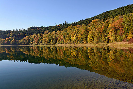 秋日树林,反射,自然公园,公园,北莱茵威斯特伐利亚,德国,欧洲
