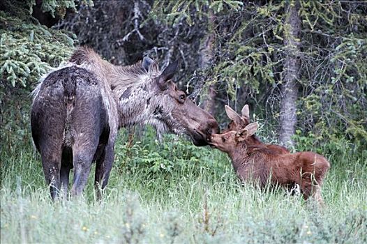驼鹿,母兽,母牛,两个,小,幼兽,德纳里峰国家公园,阿拉斯加,美国