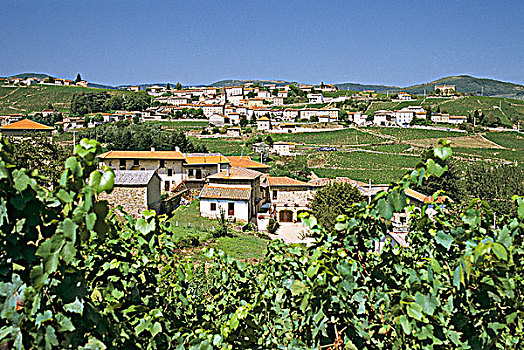 法国,葡萄园,靠近,博若莱葡萄酒