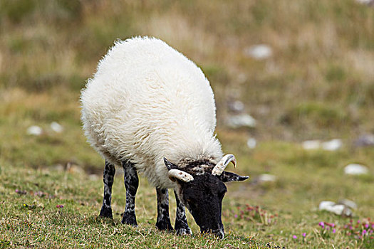绵羊,巴拉半岛,爱尔兰,欧洲