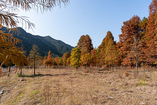 小芝红杉林,小芝红树林