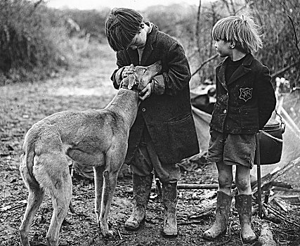吉普赛,男孩,狗,萨里,60年代