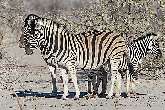 斑马,小马,埃托沙国家公园,纳米比亚,非洲