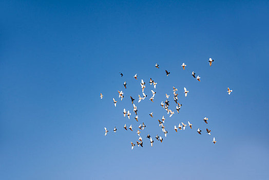 疆吐鲁番鄯善县吐峪沟维吾尔族村落上空飞翔的鸽子