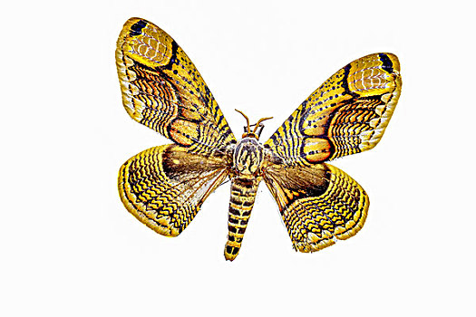 枯球箩纹蛾蝴蝶标本