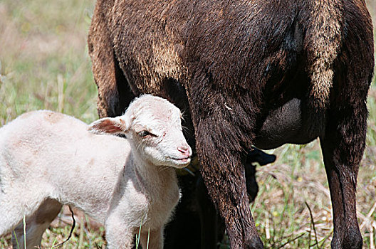 喀麦隆,绵羊,母羊,相似,羊羔