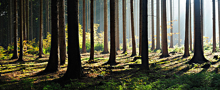 云杉,树林,秋天,逆光,光线,阳光,雾,萨克森安哈尔特,德国,欧洲