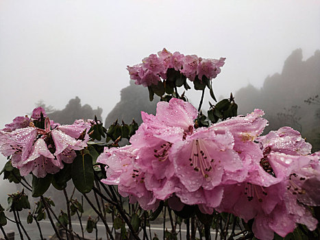 神农架,高山杜鹃,杜鹃花,野生,植物,耐寒,漂亮