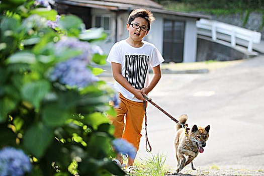 男孩,柴犬