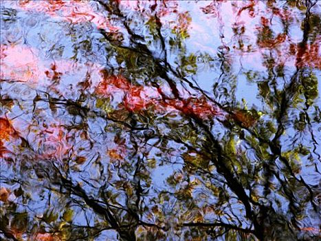 红色,树,马萨诸塞,野生动植物保护区,波纹,反射,水上,表面