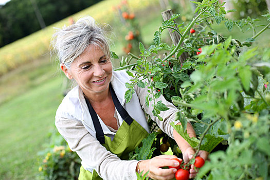 老年,女人,挑选,西红柿,菜园