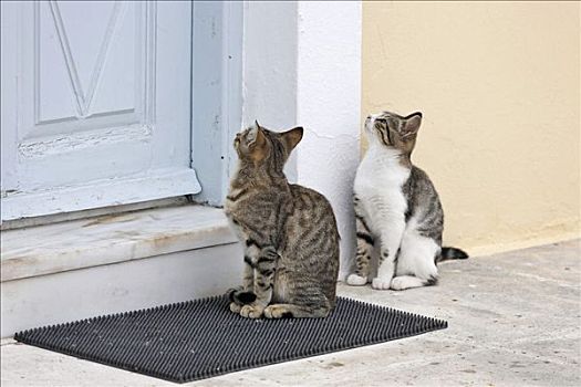 猫,等待,正面,房门,食物,锡拉岛,希腊