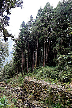 台湾阿里山