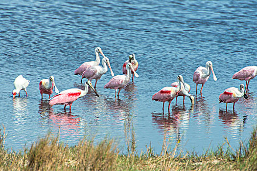 美国,佛罗里达,梅里特岛,国家野生动植物保护区,粉红琵鹭,大幅,尺寸