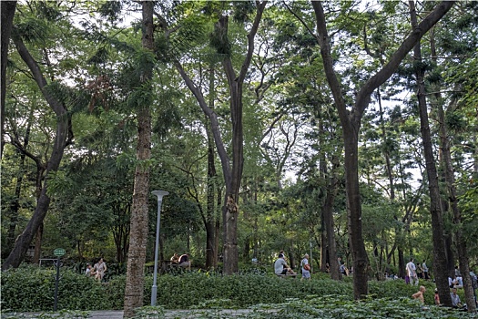 夏天广州天河公园绿树成荫,林荫大道上的市民