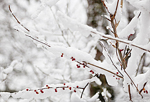 小,红色浆果,悬挂,空,枝条,围绕,雪