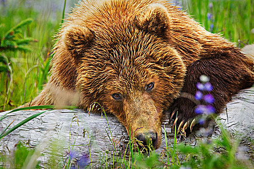 棕熊,凝视,休息,原木,湖,国家公园,阿拉斯加,美国