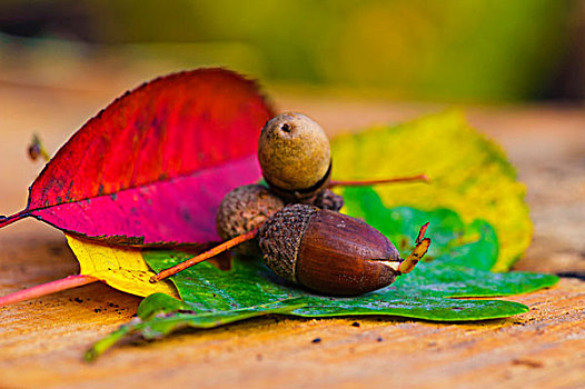 秋叶,橡子,躺着,树桩