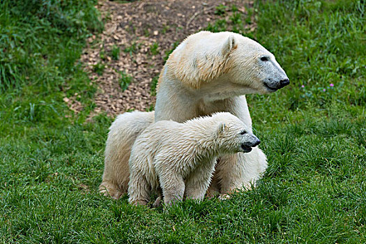 北极熊,女性,幼兽,6个月,慕尼黑,上巴伐利亚,巴伐利亚,德国,欧洲