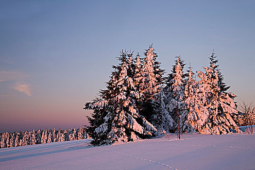 积雪,树,山,早晨,亮光,矿,萨克森,德国,欧洲