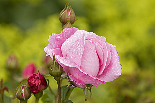 花园,玫瑰,特写,盛开,粉色,湿,床,花,芽,花瓣,水滴,雨滴,自然,象征,精美,精致,漂亮,喜爱,生长