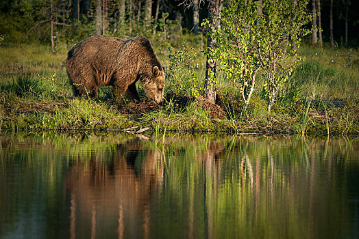 欧洲,棕熊,湖,芬兰