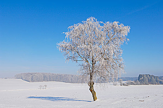 冬天,风景,靠近,巴登符腾堡,德国,欧洲