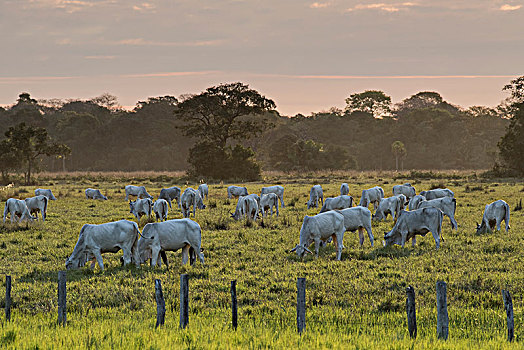 牧群,牛,草场,潘塔纳尔,南马托格罗索州,巴西,南美