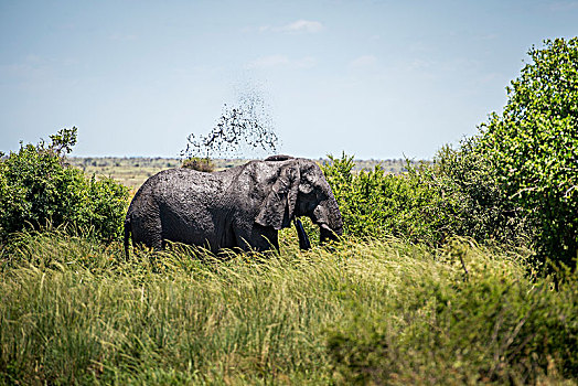 非洲象,克鲁格国家公园,南非