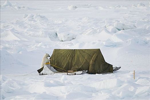 北极熊,调查,雪撬,研究人员,浮冰,上方,楚科奇海,北极,阿拉斯加