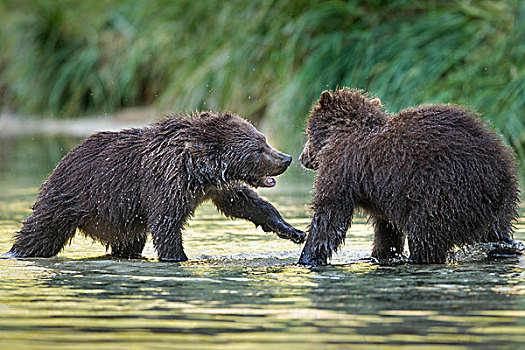 美国,阿拉斯加,卡特麦国家公园,两个,沿岸,棕熊,春天,幼兽,打斗,三文鱼,卵,河流