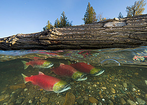 红大马哈鱼,红鲑鱼,群,游泳,迅速,秋天,树,产卵,亚当斯河,省立公园,不列颠哥伦比亚省,加拿大