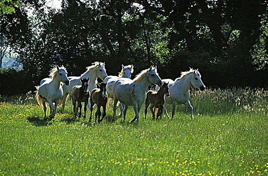 卡马格马,牧群,小马,法国南部
