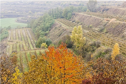 葡萄园,秋天,捷克共和国