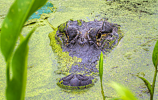美国短吻鳄,隐藏,沼泽,遮盖,浮萍,德克萨斯,美国,北美