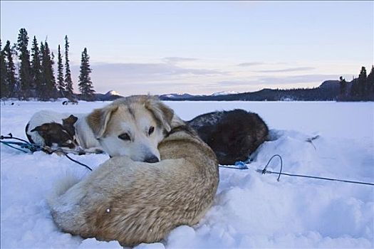 卷曲,向上,雪橇狗,雪橇,狗,休息,雪地,黎明,育空地区,加拿大,北美