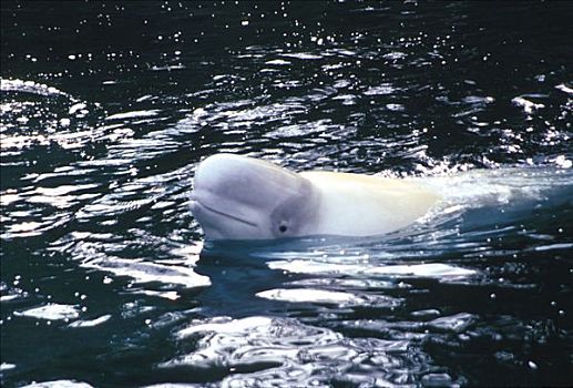 白鲸,游动,水面,水,水族箱