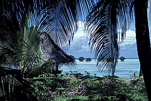 巴布亚新几内亚,浅,棕榈树