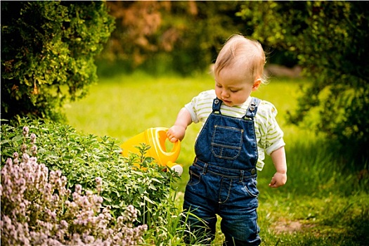 植物,婴儿,洒水壶