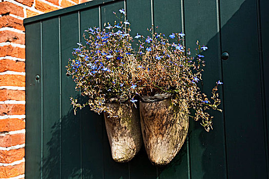 木质,木底鞋,花,荷兰,欧洲