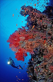 潜水者,礁石,红色,软珊瑚,岩石,岛屿,红海,埃及