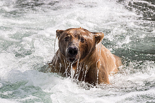 棕熊,出现,水,布鲁克斯河,卡特麦国家公园,阿拉斯加,美国,北美