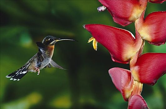 蜂鸟,海里康属植物,低地,雨林,哥斯达黎加
