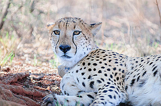 印度豹,发射器,项圈,休息,影子,自然保护区,比勒陀利亚,南非,非洲