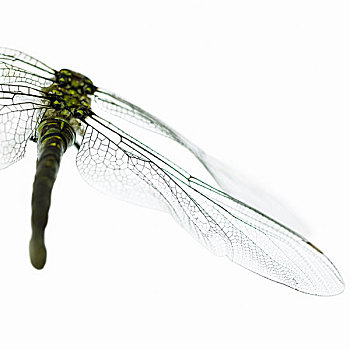 特写,蜻蜓,翼