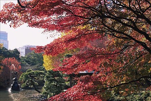 日本,东京,公园,秋叶