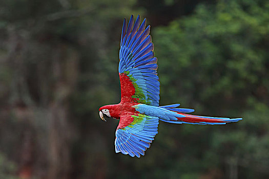 绿翅金刚鹦鹉,巴西